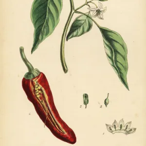 Chilly pepper, Capsicum annuum