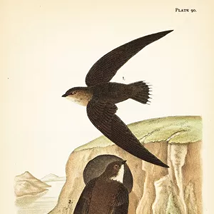 Chimney swift and bank swallow