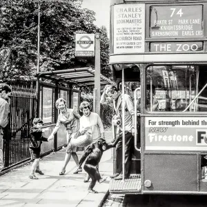 Chimpanzee boarding London bus Print Chimpanzee boarding London bus Print