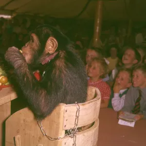 Chimpanzee eating at a table