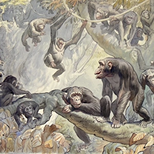 Chimpanzees in the African jungle