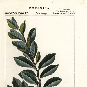 Chinese elm, Ulmus parvifolia