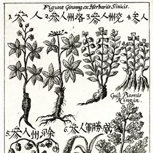 Chinese ginseng plants