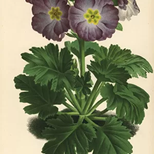 Chinese primrose, Primula sinensis var