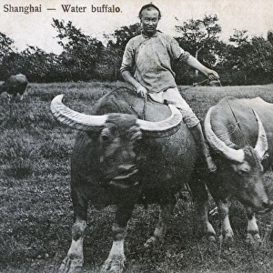 Chinese Water Buffalo - Shanghai
