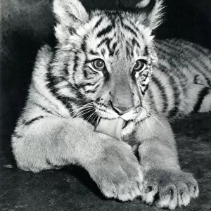 Chipperfields Circus - Tiger - Kumar