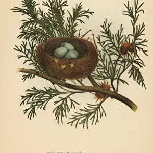 Chipping sparrow, Spizella passerina