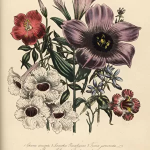 Chironia, lisanthus, tecoma and bignonia species