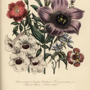 Chironia, lisanthus, tecoma and bignonia species