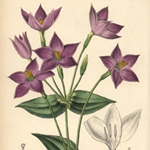 Chironia peduncularis, purple flower native to South Africa
