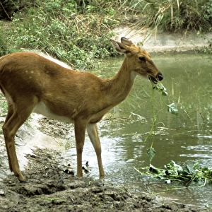 CHITAL / Spotted Deer - eating