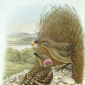 Chlamydera nuchalis, great bowerbird