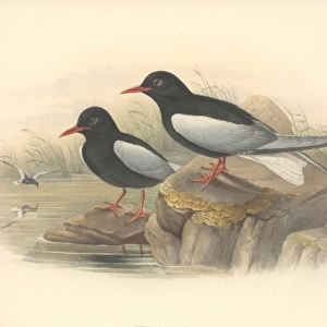 Chlidonias leucopterus, white-winged black tern