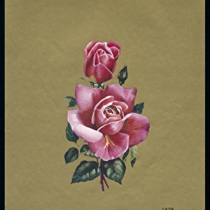 Chocolate box design, two pink roses