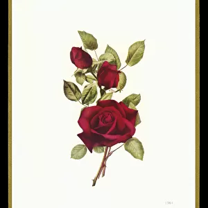 Chocolate box design, three red roses