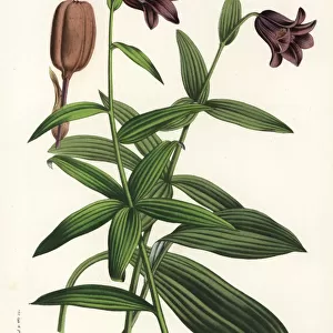 Chocolate lily, Fritillaria biflora