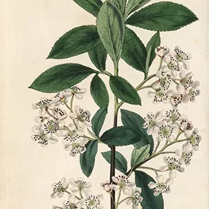 Chokeberry, Aronia arbutifolia