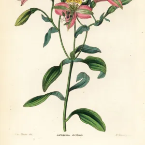 Chorillos alstroemeria, Alstroemeria chorillensis