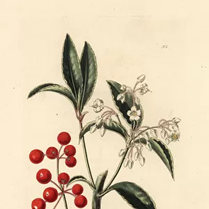 Christmas berry, Ardisia crenata