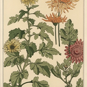 Chrysanthemum botanical study