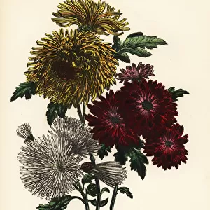 Chrysanthemum indicum varieties