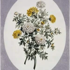 Chrysanthemum sp. chrysanthemums Chrysanthemum sp. chrysanthemums