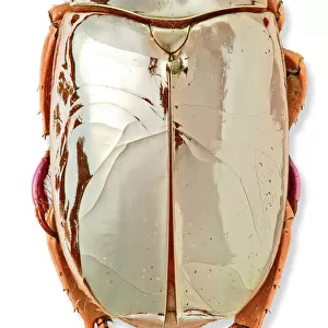 Chrysina limbata, silver chafer beetle