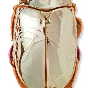 Prints of : Beetles