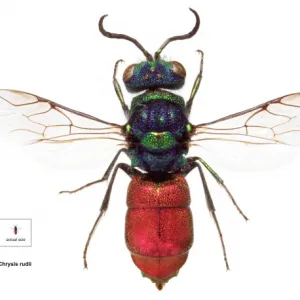 Chrysis rudii, ruby-tailed wasp