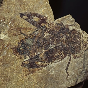 Chrysobotris, fossil beetle