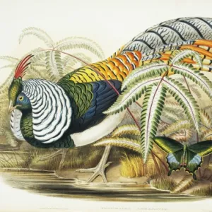 Chrysolophus amherstiae, Lady Amhersts pheasant