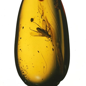 Chrysopilus sp. fossil fly in amber