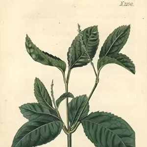 Chu-lan or one spiked chloranthus, Chloranthus monostachys