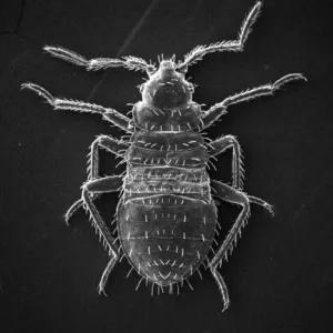 Cimex lectularius, bed bug