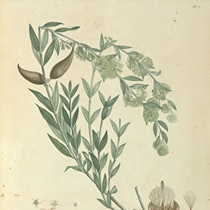 Cinachum Oleaefolium