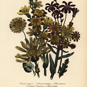 Cineraria, Senecio and Arnica species