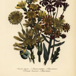 Cineraria, Senecio and Arnica species