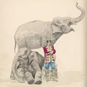 Circus Elephants / Garnier
