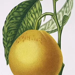 Cirtus paradisi, grapefruit