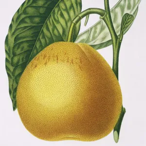 Cirtus paradisi, grapefruit