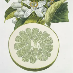 Cirtus paradisi, grapefruit