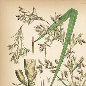 Citronella grass, Cymbopogon nardus