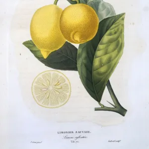 Citrus limon, lemon