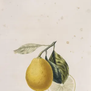 Citrus limonum, lemon