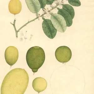 Citrus medica, lime