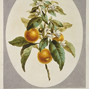 Citrus sinensis, orange tree