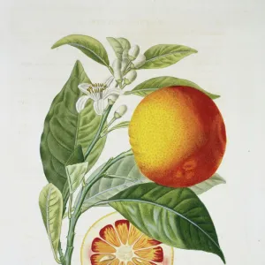 Citrus sinensis, sweet orange