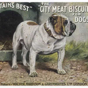 City Meat Dog Biscuit Ad