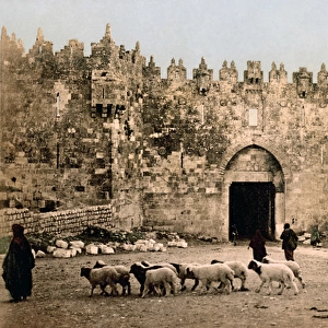 City walls and flock of sheep, Jerusalem, Palestine, circa 1