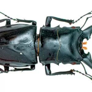 Cladognathus sp. stag beetle